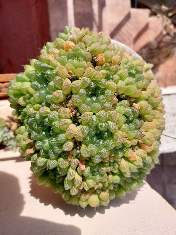 A photo of Haworthia cooperi var. truncata