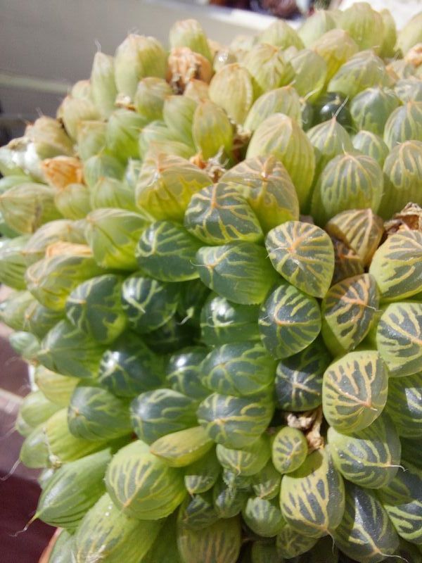 A photo of Haworthia cooperi var. truncata