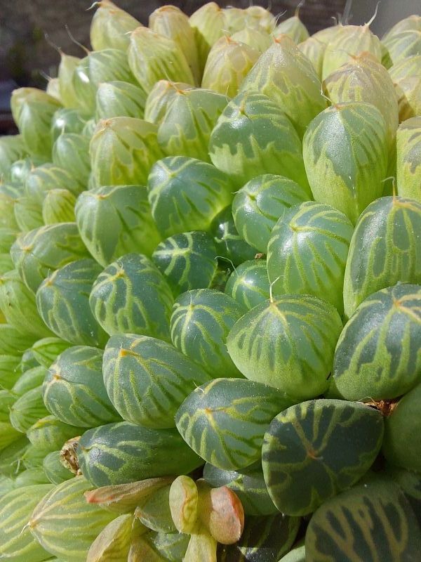 A photo of Haworthia cooperi var. truncata
