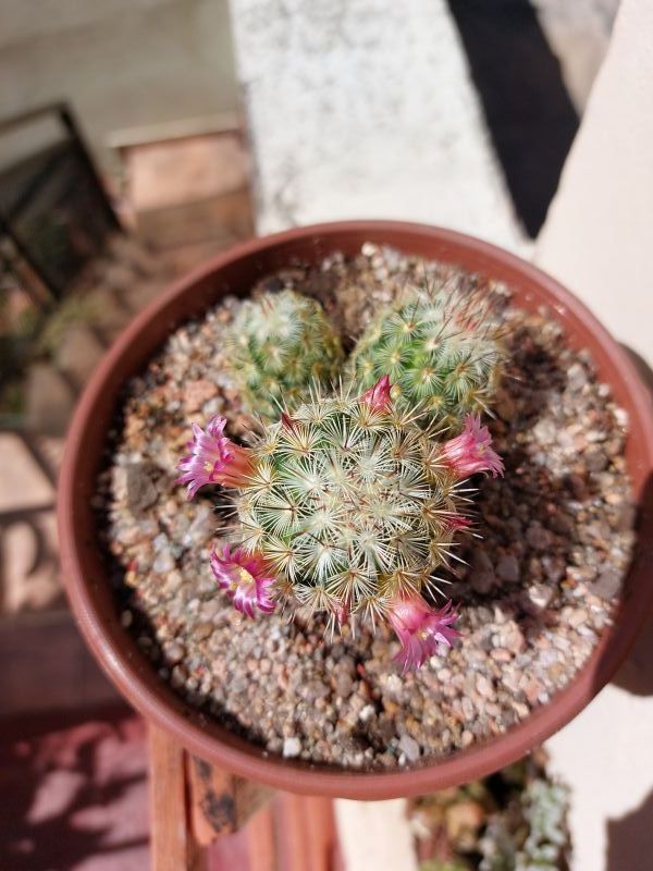A photo of Mammillaria microhelia