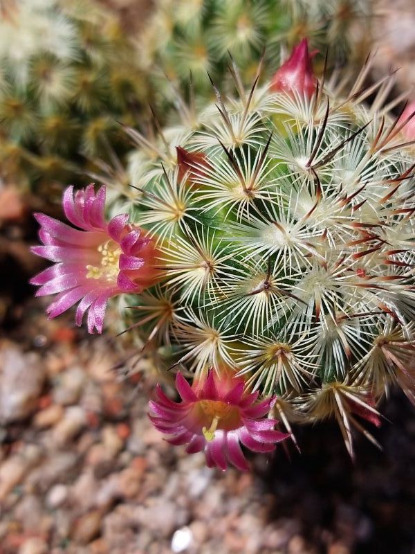A photo of Mammillaria microhelia