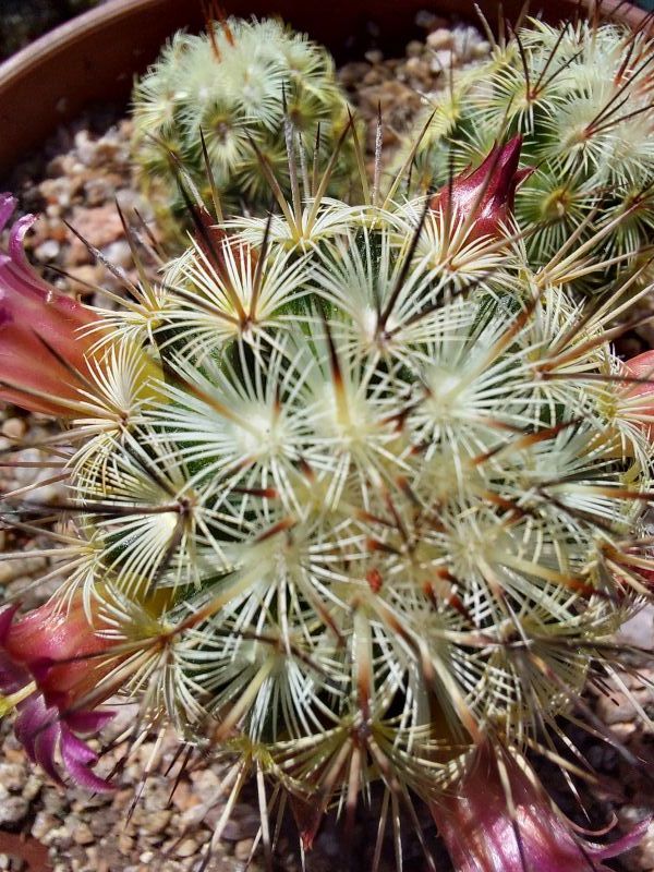 A photo of Mammillaria microhelia