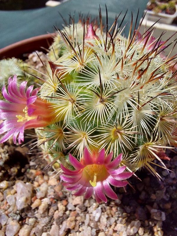 A photo of Mammillaria microhelia