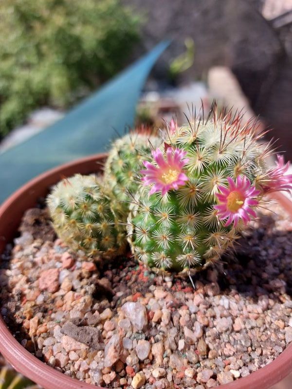 A photo of Mammillaria microhelia