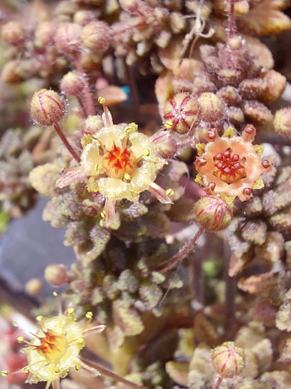A photo of Monanthes muralis
