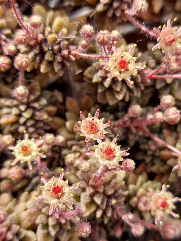 A photo of Monanthes muralis