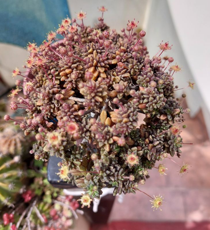A photo of Monanthes muralis
