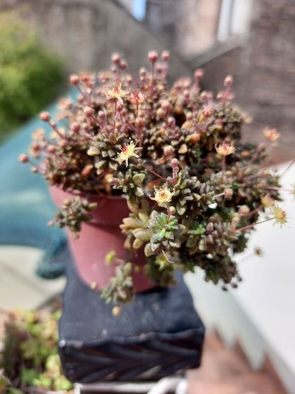 A photo of Monanthes muralis