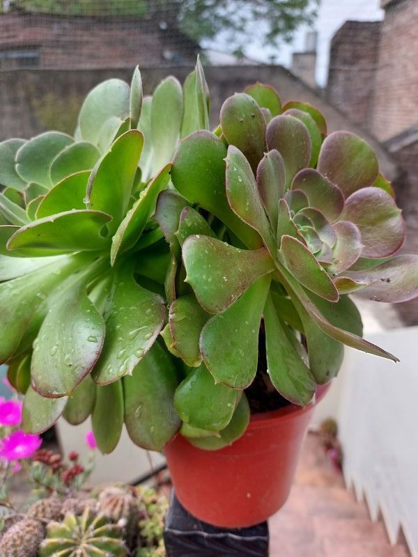 Una foto de Aeonium Velour (Aeonium canariense x A. arboreum Zwartkop) (HIBRIDO)