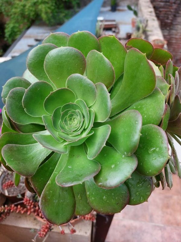 Una foto de Aeonium Velour (Aeonium canariense x A. arboreum Zwartkop) (HIBRIDO)