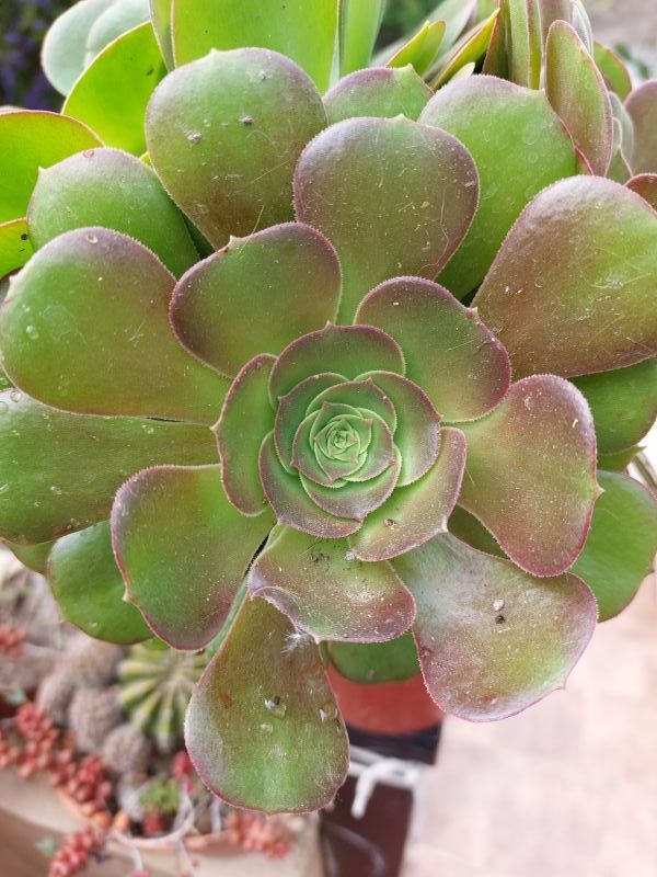 Una foto de Aeonium Velour (Aeonium canariense x A. arboreum Zwartkop) (HIBRIDO)