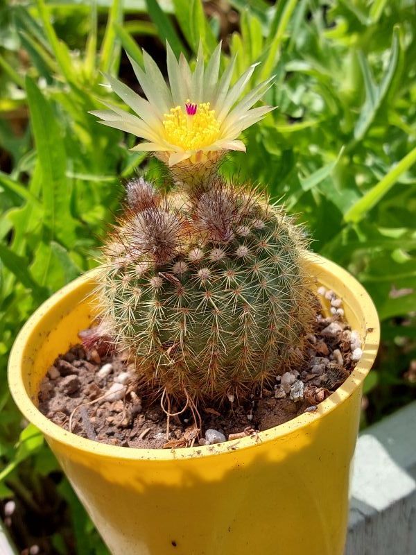 Una foto de Parodia erubescens
