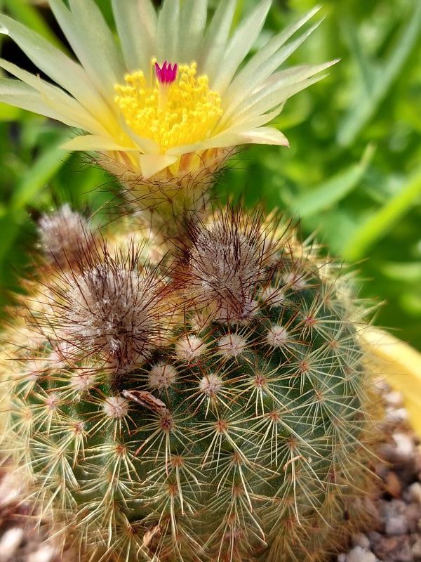 Una foto de Parodia erubescens