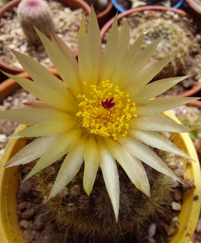Una foto de Parodia erubescens