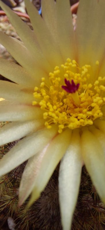 Una foto de Parodia erubescens