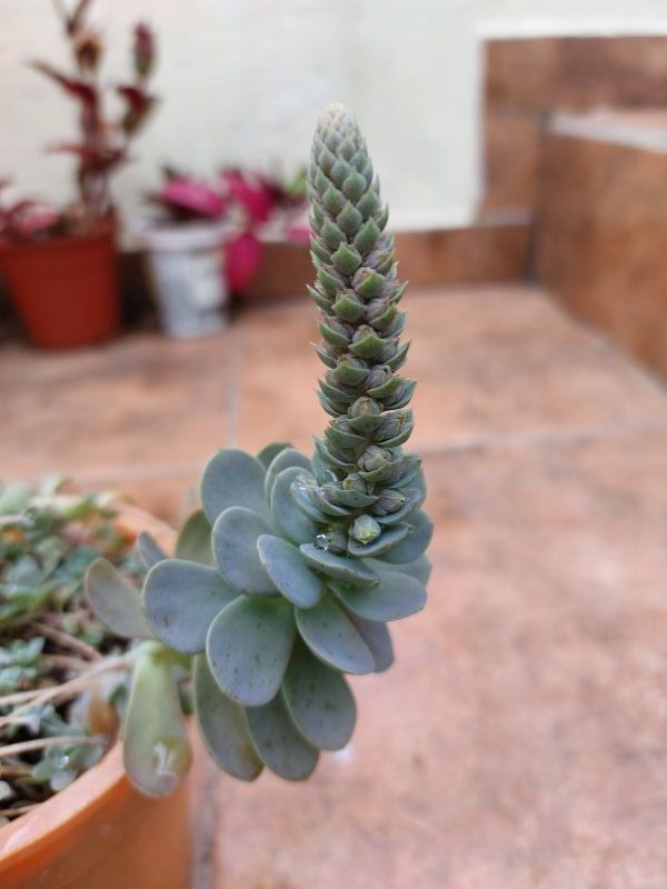 A photo of Orostachys boehmeri