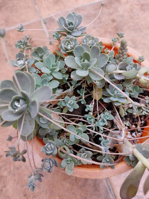 A photo of Orostachys boehmeri