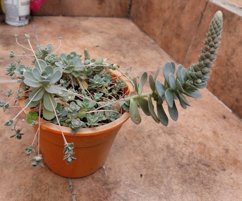 A photo of Orostachys boehmeri