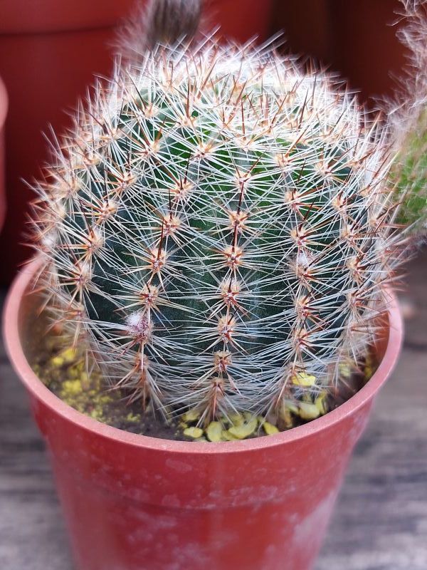 A photo of Echinopsis aurea