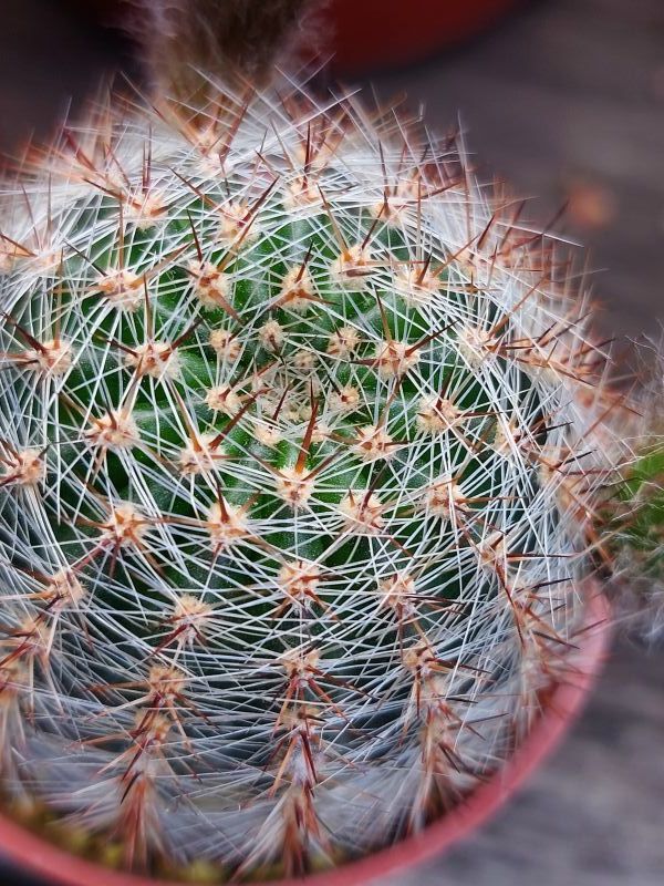A photo of Echinopsis aurea