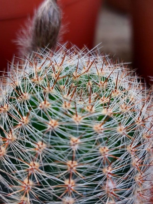 A photo of Echinopsis aurea