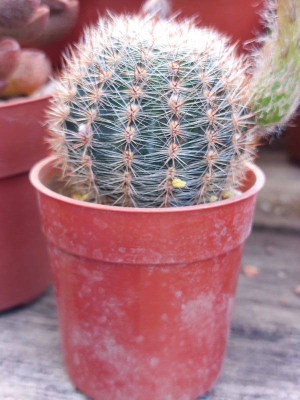 A photo of Echinopsis aurea
