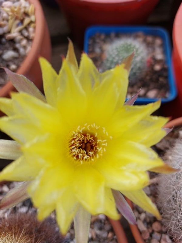 A photo of Echinopsis aurea