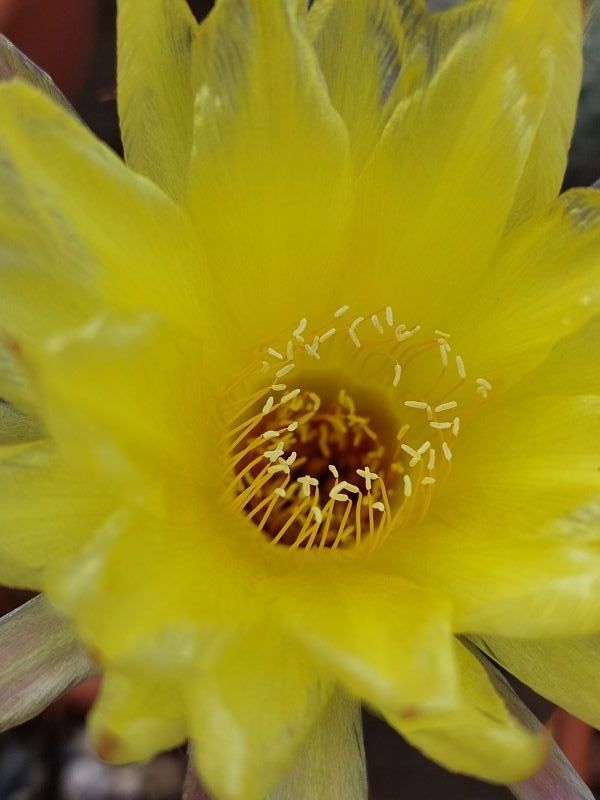 A photo of Echinopsis aurea