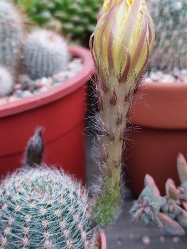 A photo of Echinopsis aurea