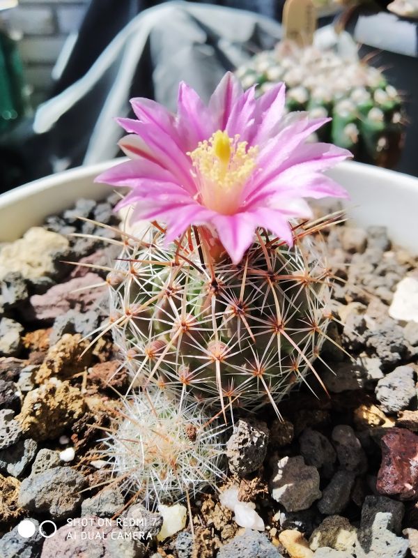 Una foto de Thelocactus conothelos ssp. argenteus