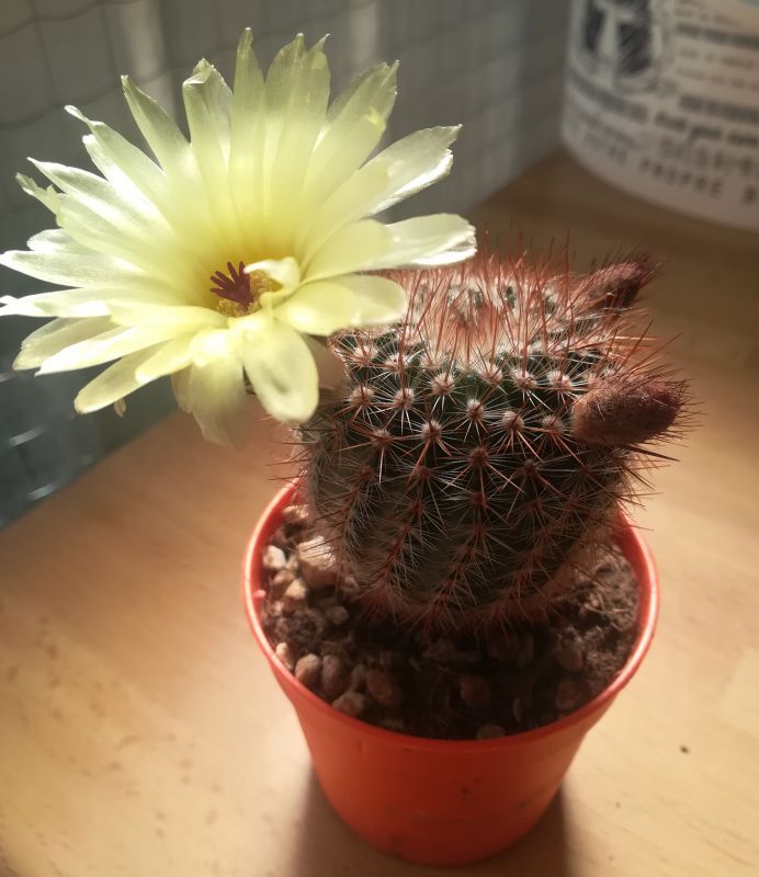A photo of Parodia erubescens