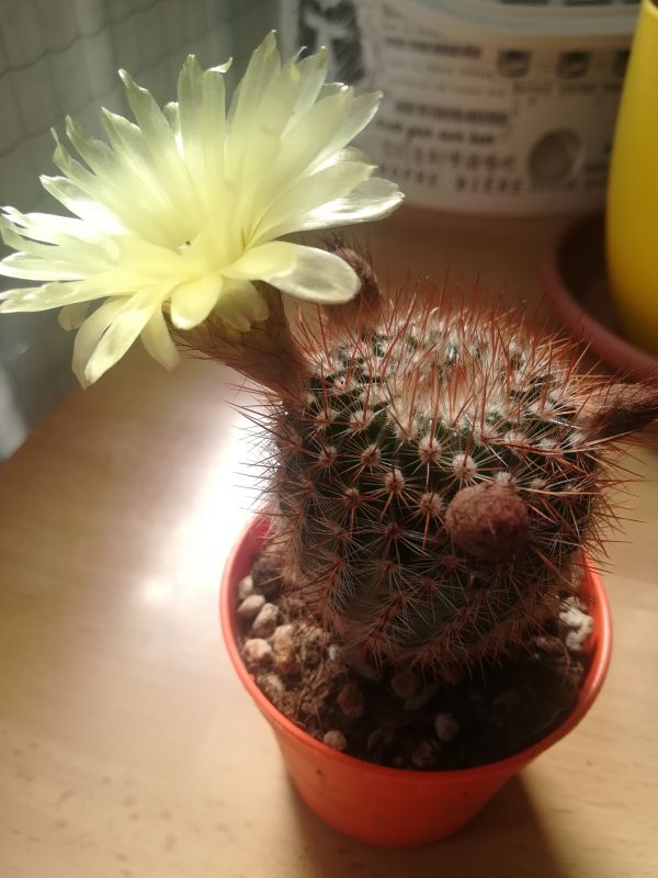 A photo of Parodia erubescens