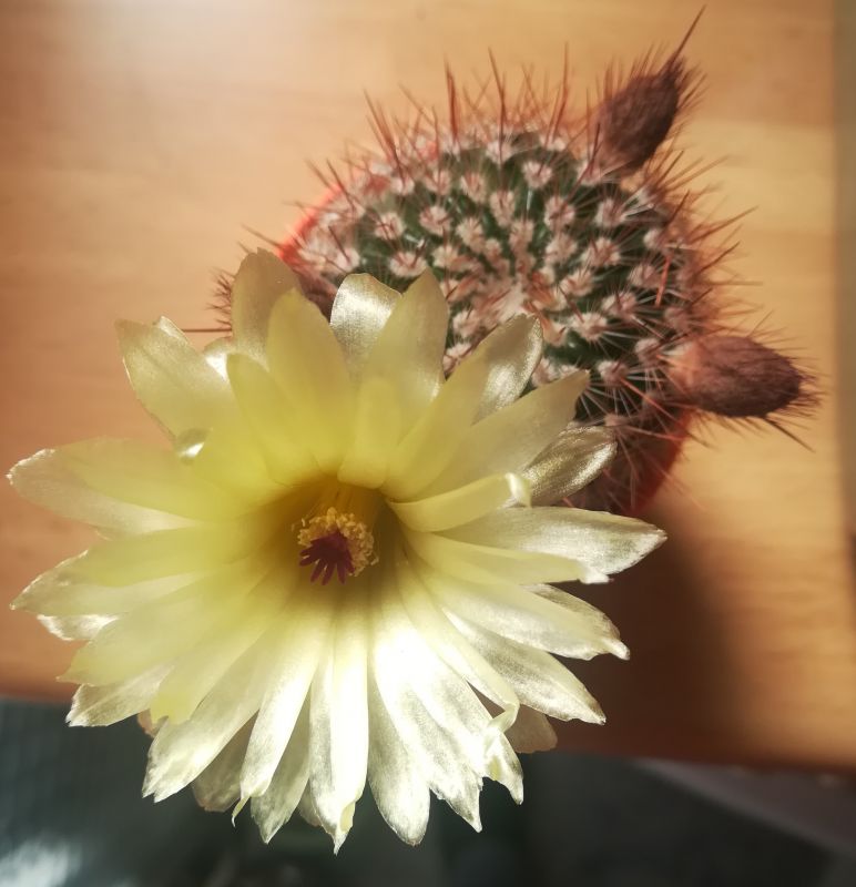 A photo of Parodia erubescens