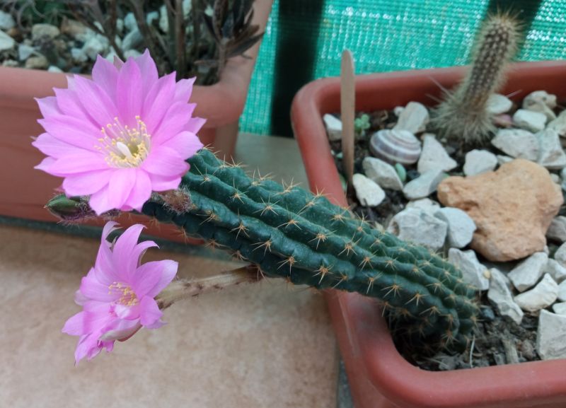Foto de un cactus que se está identificando actualmente