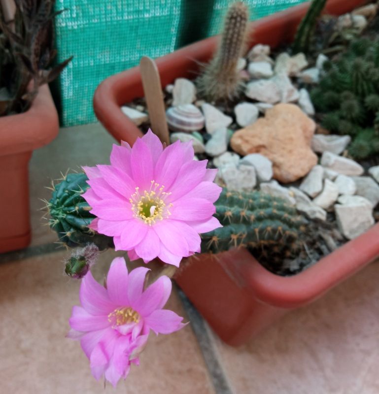 Foto de un cactus que se está identificando actualmente