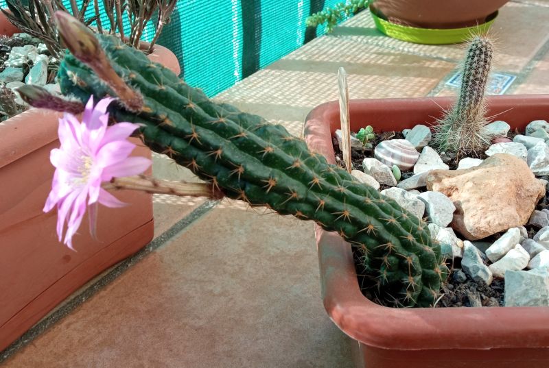 Foto de un cactus que se está identificando actualmente