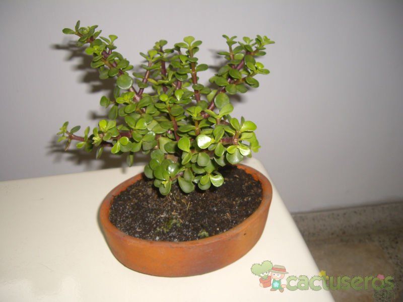 Una foto de Portulacaria afra