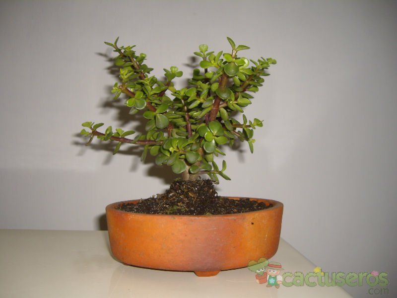 Una foto de Portulacaria afra