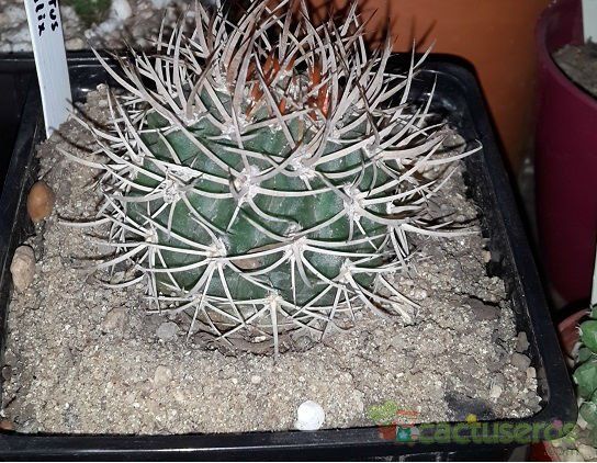 Una foto de Eriosyce bulbocalyx