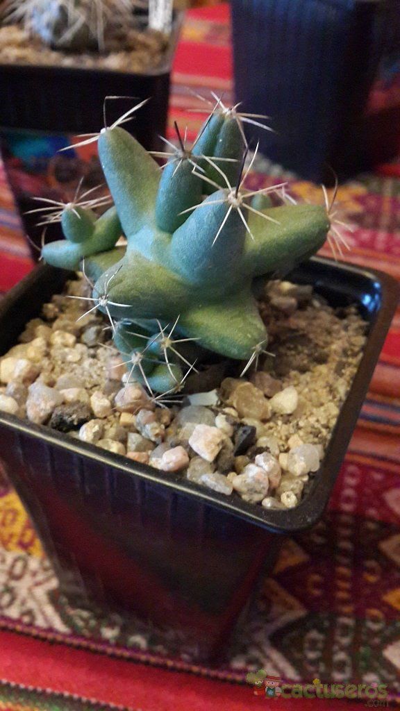 A photo of Coryphantha macromeris subsp. runyonii