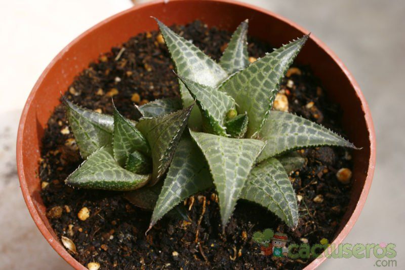 Una foto de Haworthia venosa subsp. tessellata