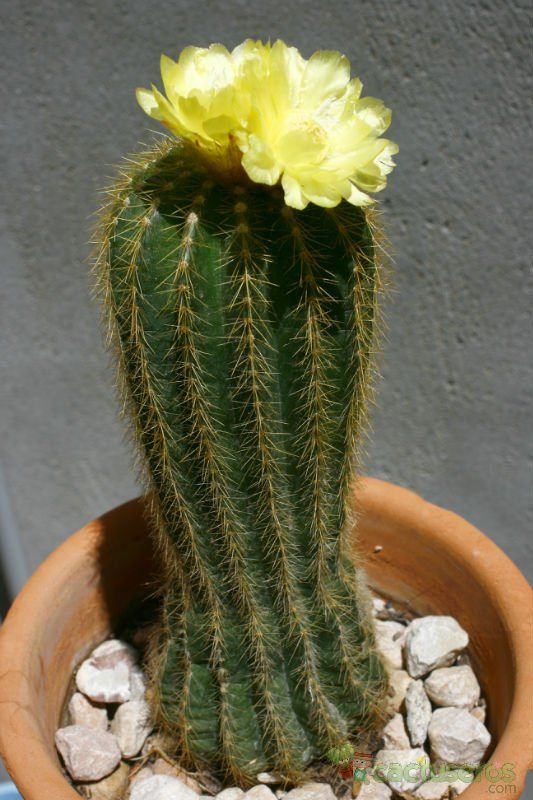 Una foto de Eriocactus schumannianus ssp. claviceps