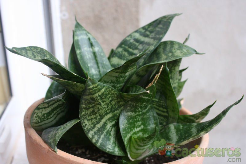 Una foto de Sansevieria trifasciata