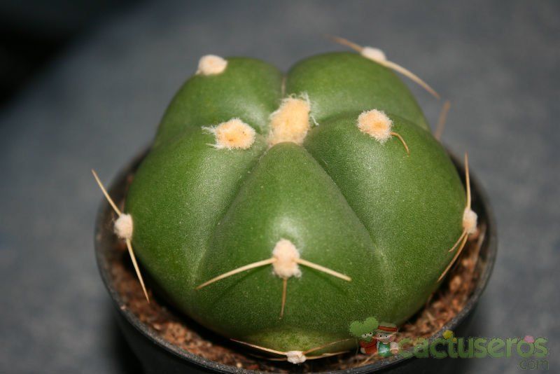 A photo of Gymnocalycium horstii