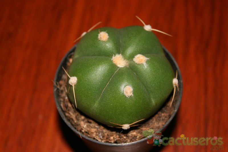 A photo of Gymnocalycium horstii