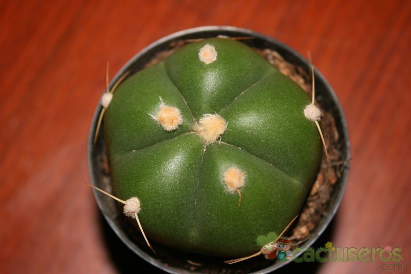 A photo of Gymnocalycium horstii