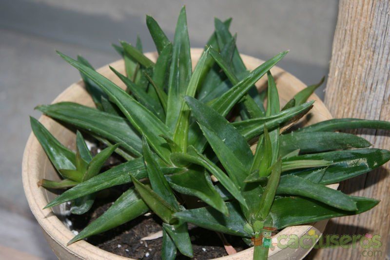 Una foto de Alworthia cv. Black Gem (Haworthia cymbiformis x Aloe speciosa)