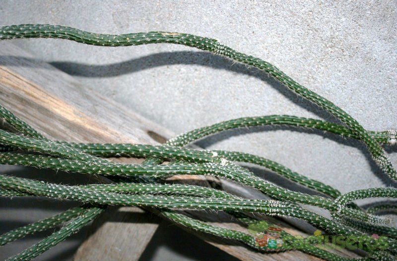 A photo of Echinocereus poselgeri