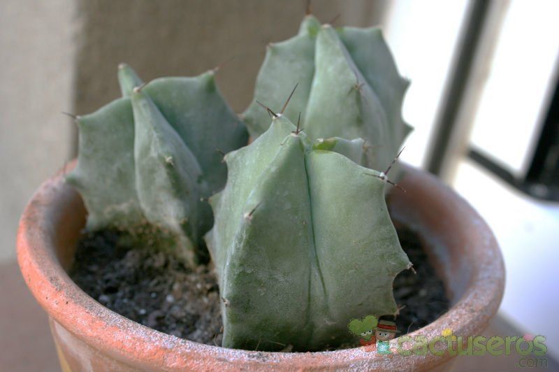A photo of Stenocereus pruinosus