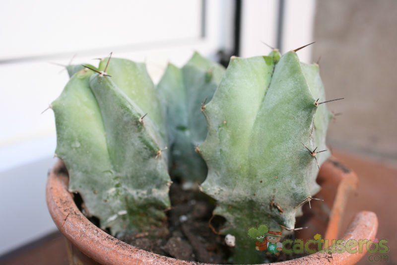 A photo of Stenocereus pruinosus